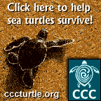 Click to adopt your very own sea turtle!